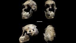 В Южной Африке найдено старейшее захоронение в мире: Homo naledi.