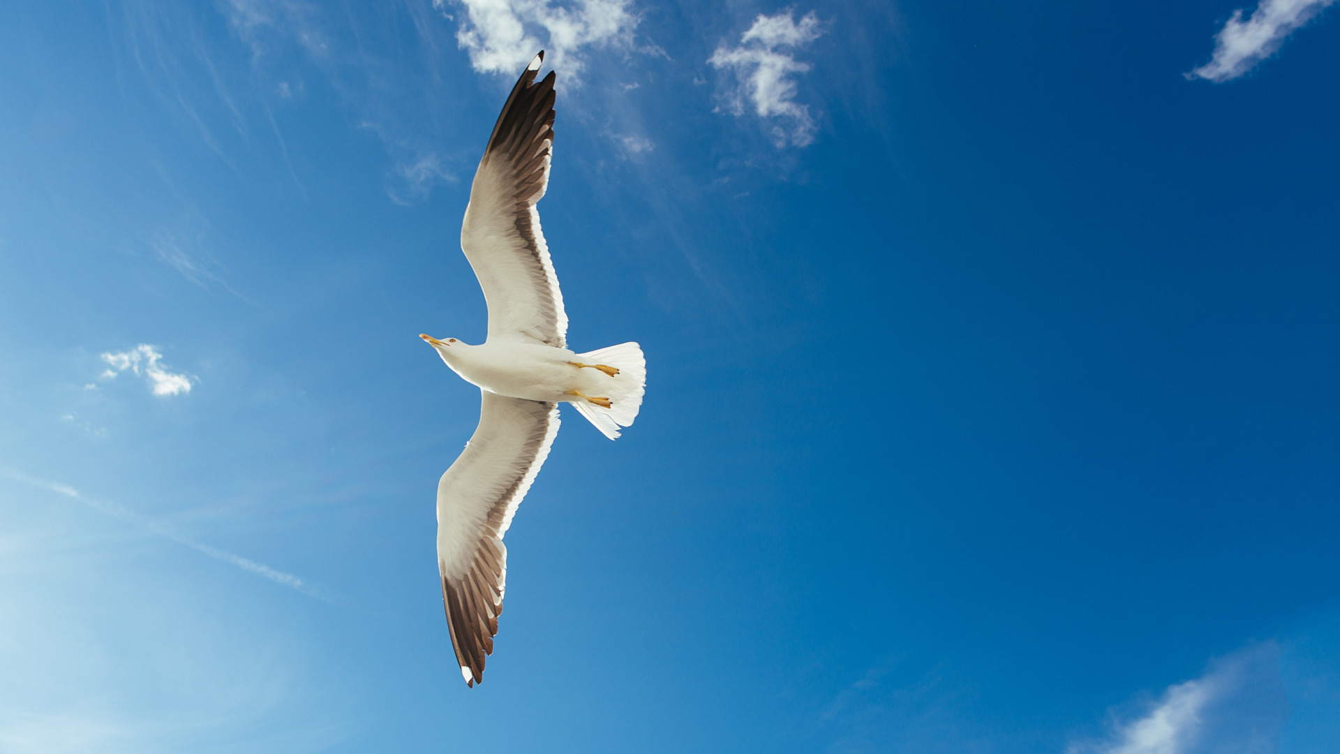 Это сладкое слово-Свобода.