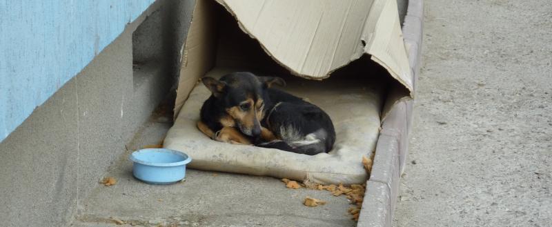 Путин подписал закон о штрафах за брошенных животных: шаг к защите наших пушистых друзей. Как Вы относитесь к этому закону ?