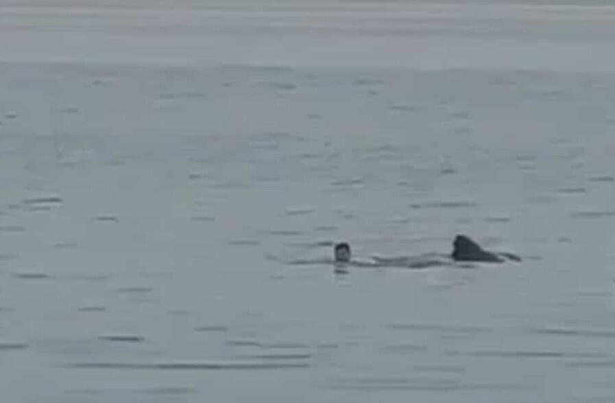 Леденящие истории: Как часто акулы нападают на людей