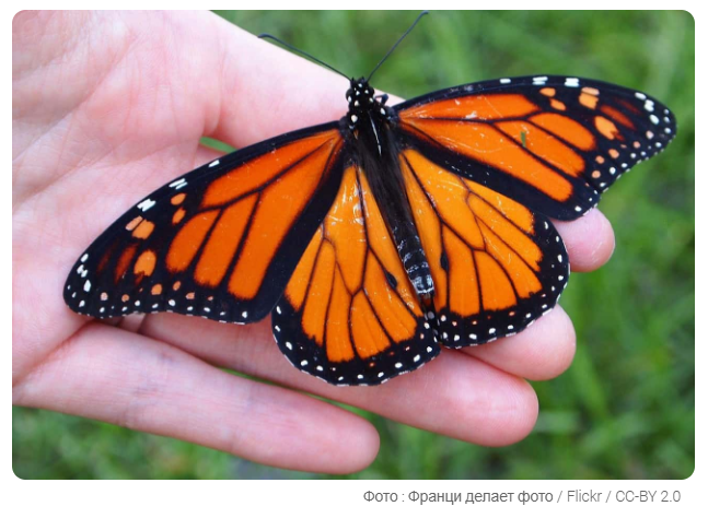 9 поразительных фактов о дикой природе, о которых вы можете не знать