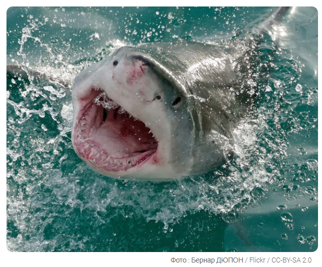 9 поразительных фактов о дикой природе, о которых вы можете не знать