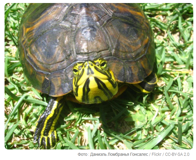 9 поразительных фактов о дикой природе, о которых вы можете не знать