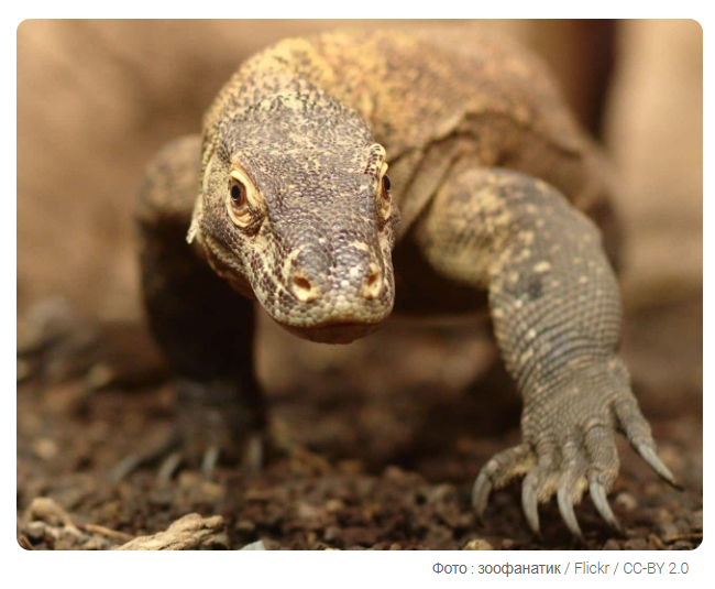 9 поразительных фактов о дикой природе, о которых вы можете не знать