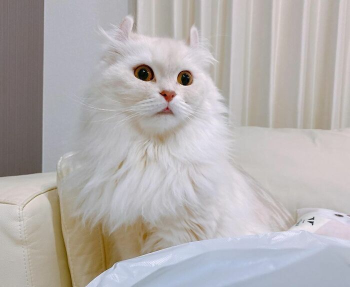 7 уникальных пород кошек, которые заставят вас завести себе котенка: уникальный внешний вид и дружелюбный характер!