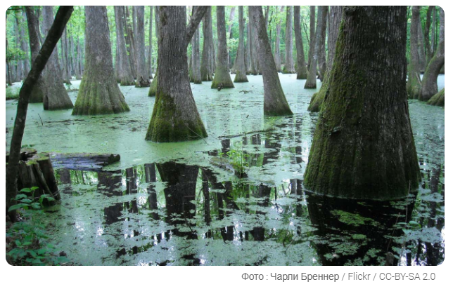 9 поразительных фактов о дикой природе, о которых вы можете не знать