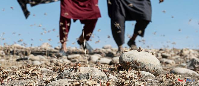 Афганистан: бедные фермеры сталкиваются с нашествием саранчи на своих полях.