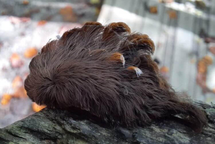 Волосатая гусеница или кошачий мотылёк: среда обитания и чем опасны.