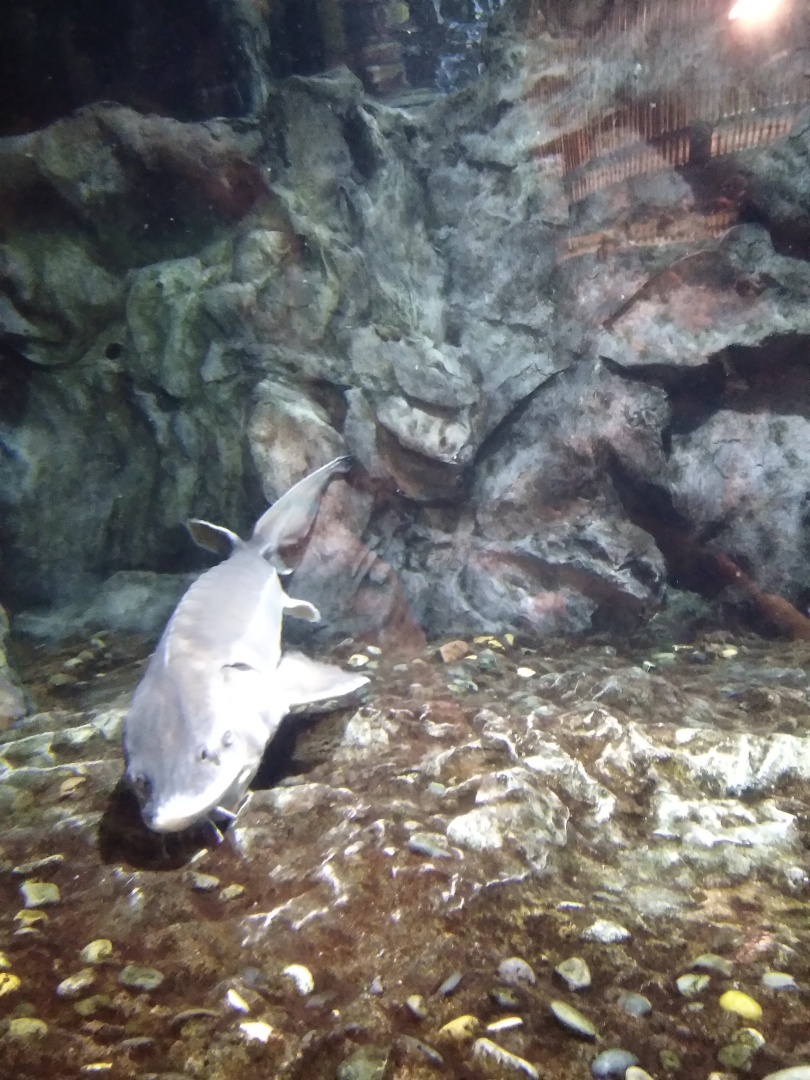 Океанариум в городе Санкт Петербург