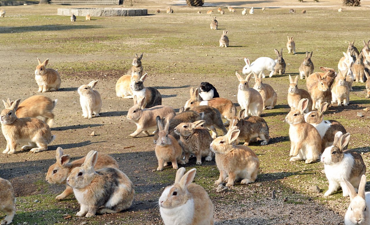 "Путешествие на остров кроликов: Окуношима - место, где милые и пушистые обитатели стали символом!"