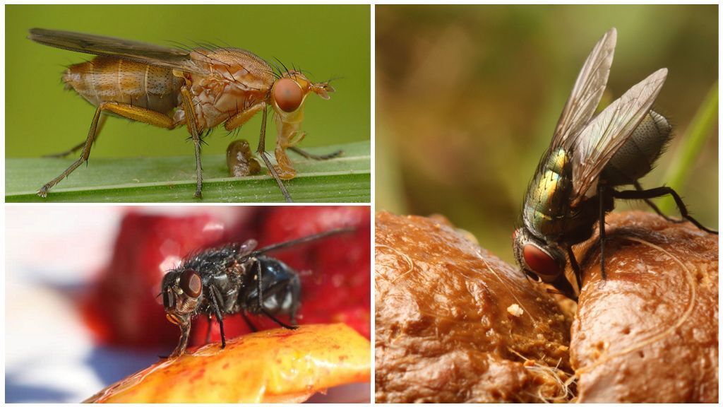 "Зачем мухи трут свои лапки: Разгадка загадочного поведения мух".