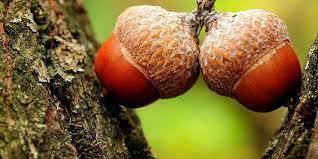 Жёлудь, дуб и дубрава.