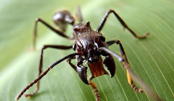 Муравей-пуля: особенности характера и образа жизни.