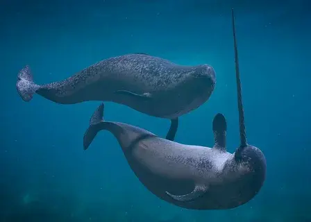 Нарвал или морской единорог.загадочные и неизвестные.