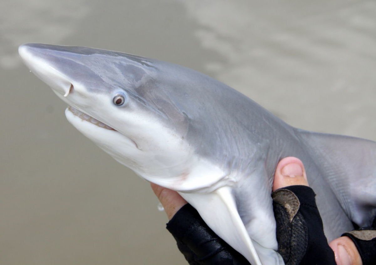 "Разнообразие акул: от молотовидных до кошачьих – узнайте больше о захватывающем мире этих морских хищников!"