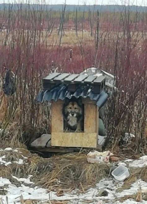 Память о настоящем друге