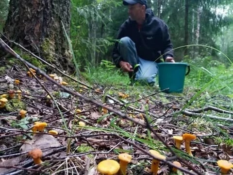 Пошли в лес – возьмите с собой линейку. «Грибной» закон принят