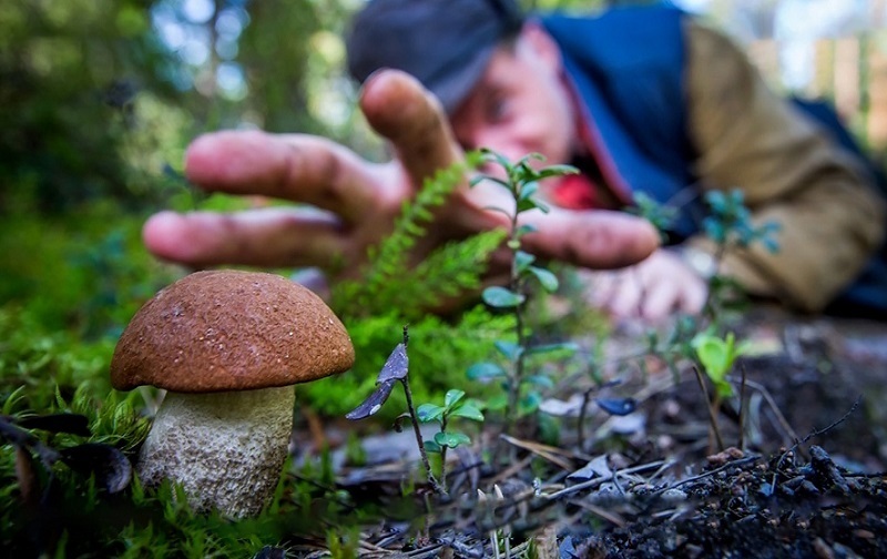 Пошли в лес – возьмите с собой линейку. «Грибной» закон принят