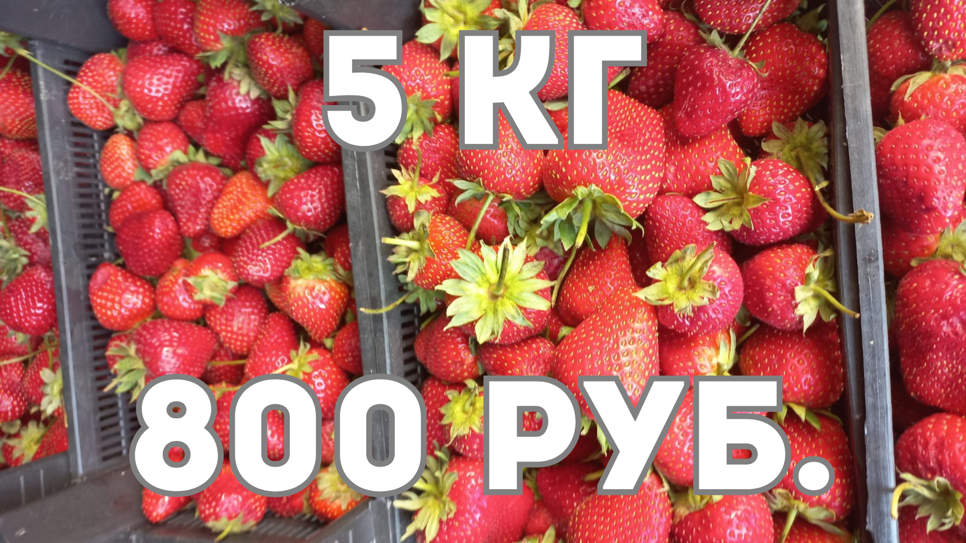 Мустафа открывает нам глаза или какая оптовая цена фруктов в Сибири