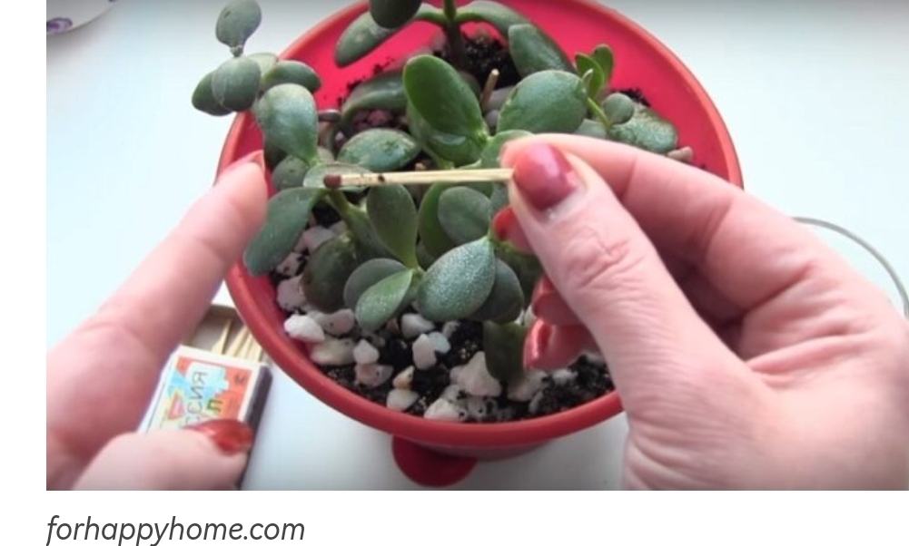 Лучший лайфхак для выращивания красивых и здоровых цветов