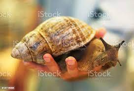 Гигантские раковины африканских наземных улиток могут быть размером с кулак человека.