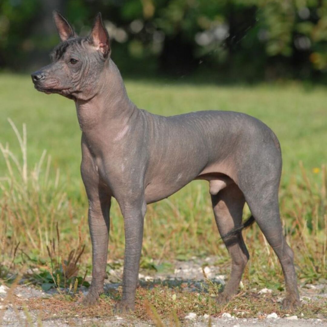 Загадочная Чупакабра: правда или вымысел?