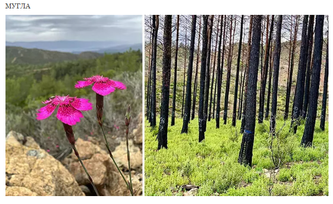 Природа турецкого Мармариса восстанавливается после масштабного пожара с помощью экспериментального метода