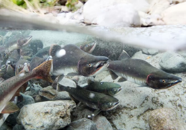 Русский лосось распространяется - отравляя воду
