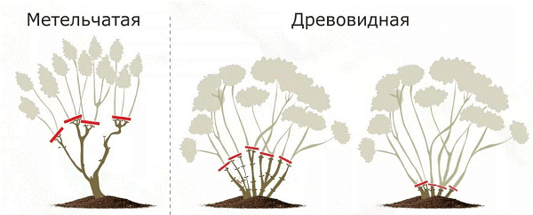 Гортензия в саду. Что нужно сделать, чтобы она радовала дольше своим цветением?
