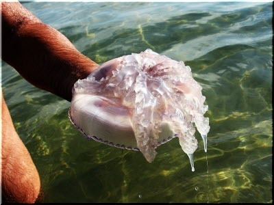 Осторожно, Крым! Опасности, которые могут вас подстерегать на отдыхе