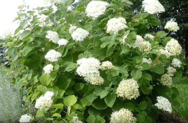 Гортензия в саду. Что нужно сделать, чтобы она радовала дольше своим цветением?