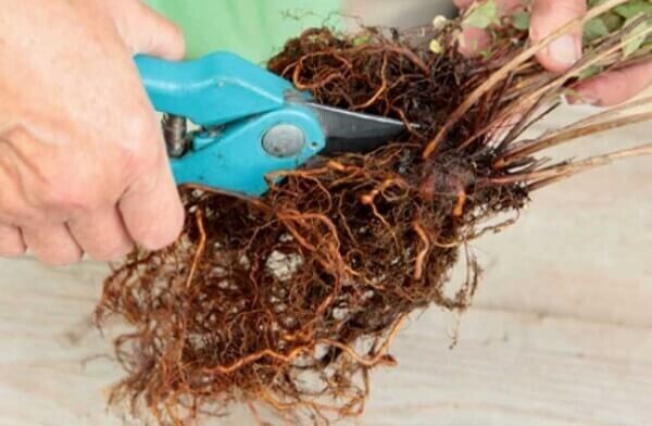 Гортензия в саду. Что нужно сделать, чтобы она радовала дольше своим цветением?