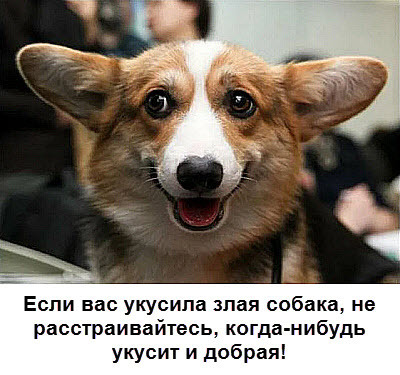 Собаки - единственные животные, способные распознавать человеческие эмоции.