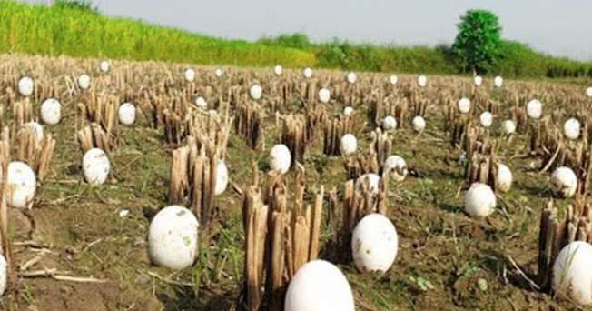 Загадочные Яйца В Поле Заставляют Фермера Плакать.
