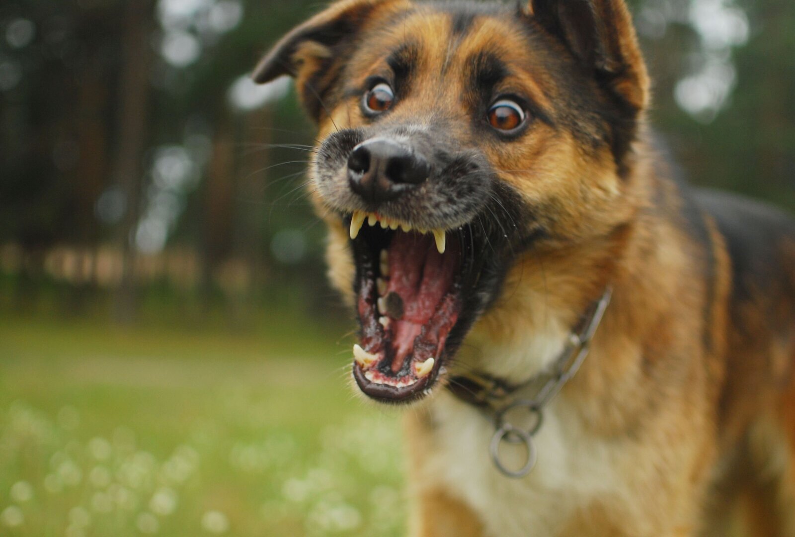 Покусала Собака? 5 причин, влияющих на заявление о травме от укуса собаки