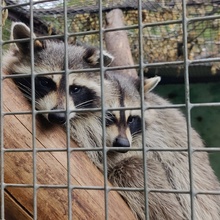 Дмитрий, г. Омск