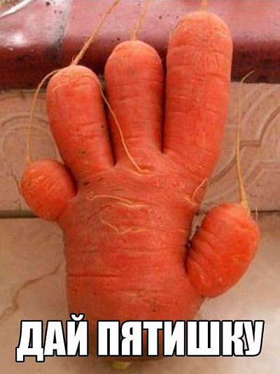 При выращивании моркови в открытом грунте необходимо прореживать.