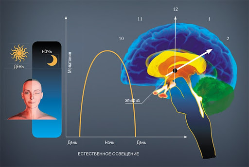 Повелитель снов. Не он ли заставляет вас видеть странные, яркие сны. Мелатонин