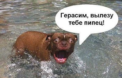 Специально обученные собаки веками помогали людям.