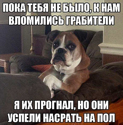Умные собаки способны на многое, у моего деда была собака.