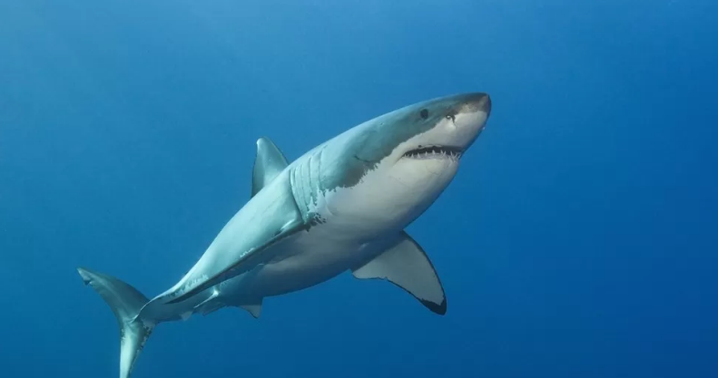 Люди в сотни раз «смертоноснее» акул