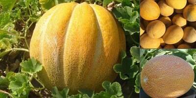 10 интересных фактов о дыне.