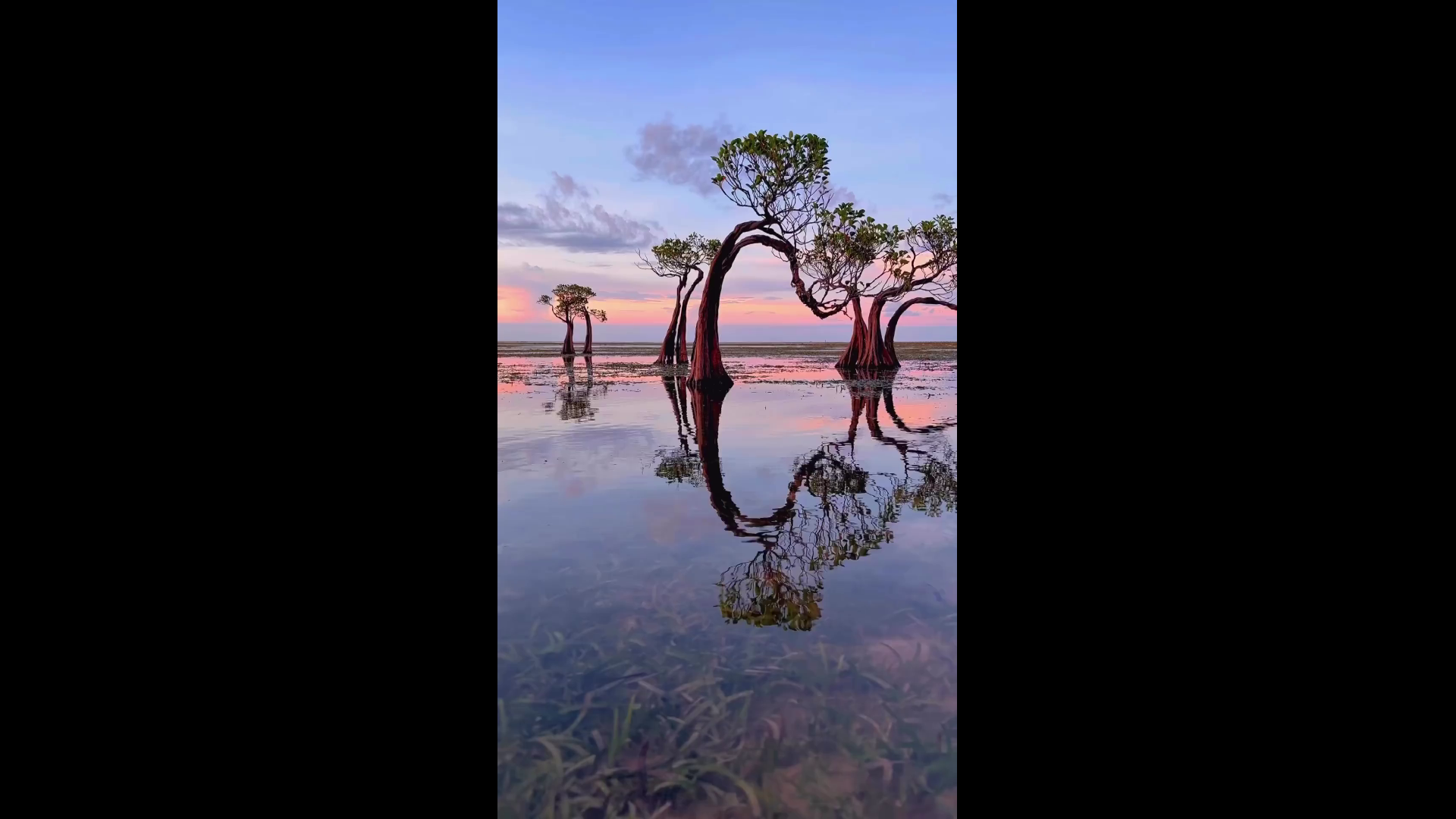 Защитим мангровые леса: важность сохранения и сопутствующие вызовы