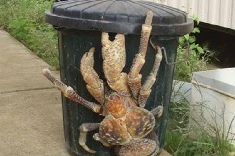 Гигантские существа, напоминающие нам о том, насколько диким является царство животных