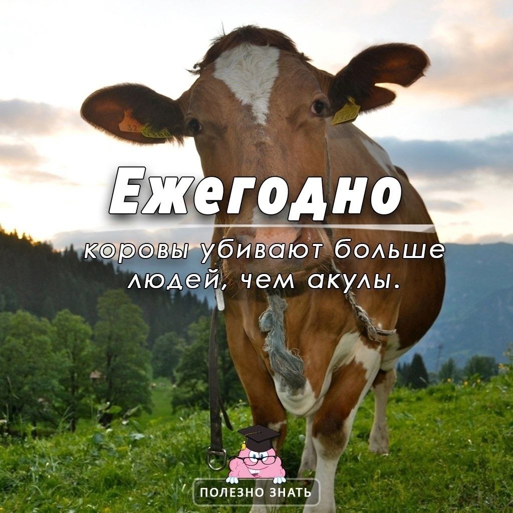 Коровы убивают больше людей, чем акулы!