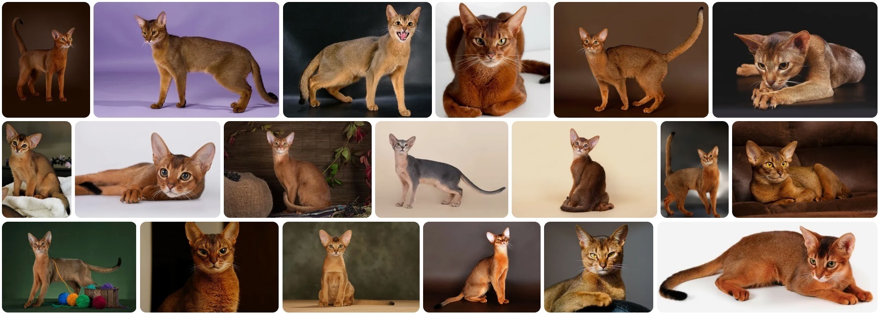 Абиссинская порода кошек: происхождение