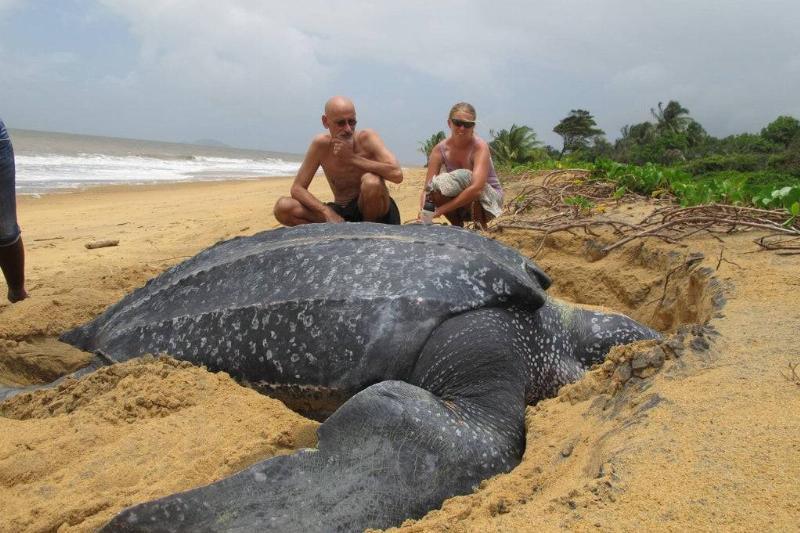 Гигантские существа, напоминающие нам о том, насколько диким является царство животных