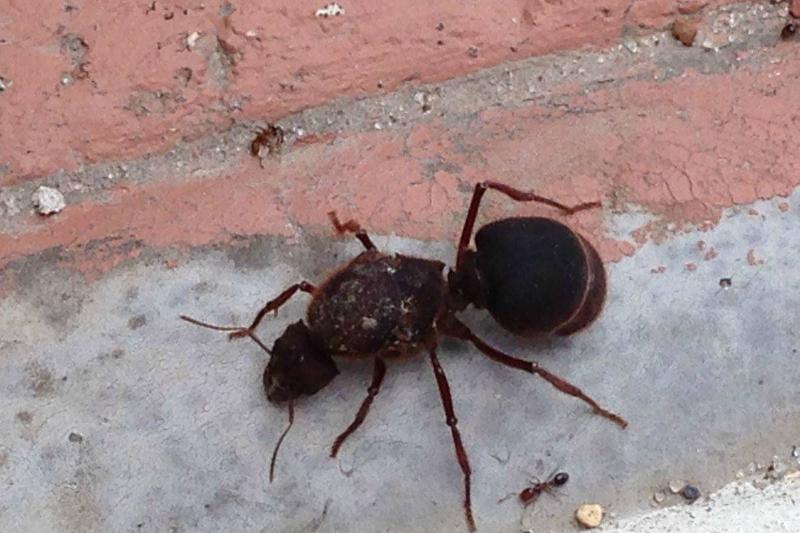 Гигантские существа, напоминающие нам о том, насколько диким является царство животных