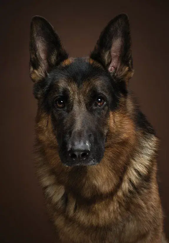 🐕 🐾 Семь удивительных фактов о собаках