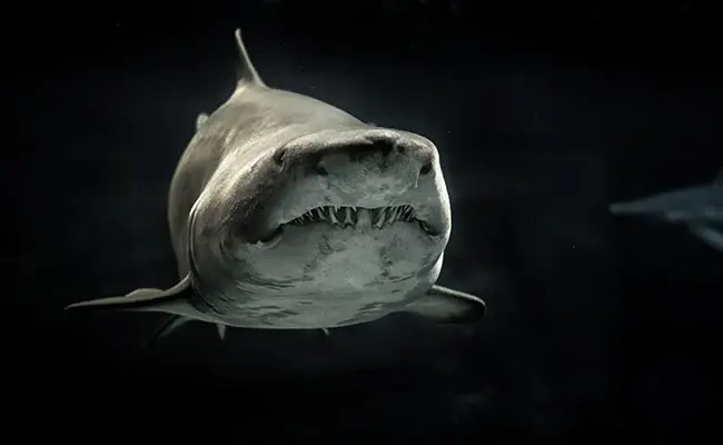 Ученые говорят, что люди в сотни раз смертоноснее акул. Вот почему